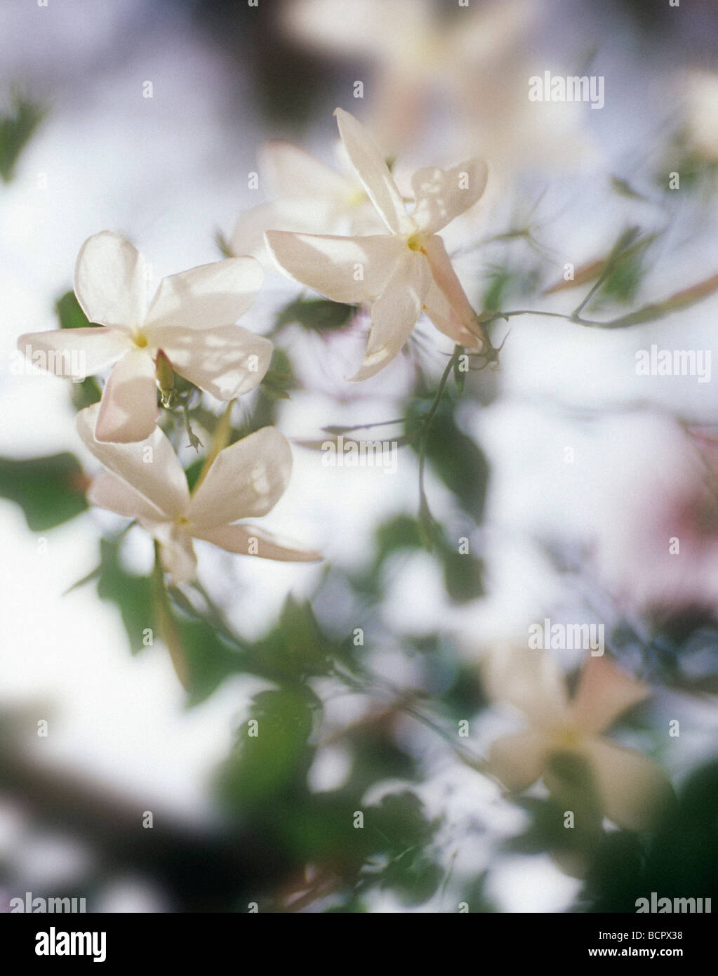 Climbing plant flowers hi-res stock photography and images - Alamy