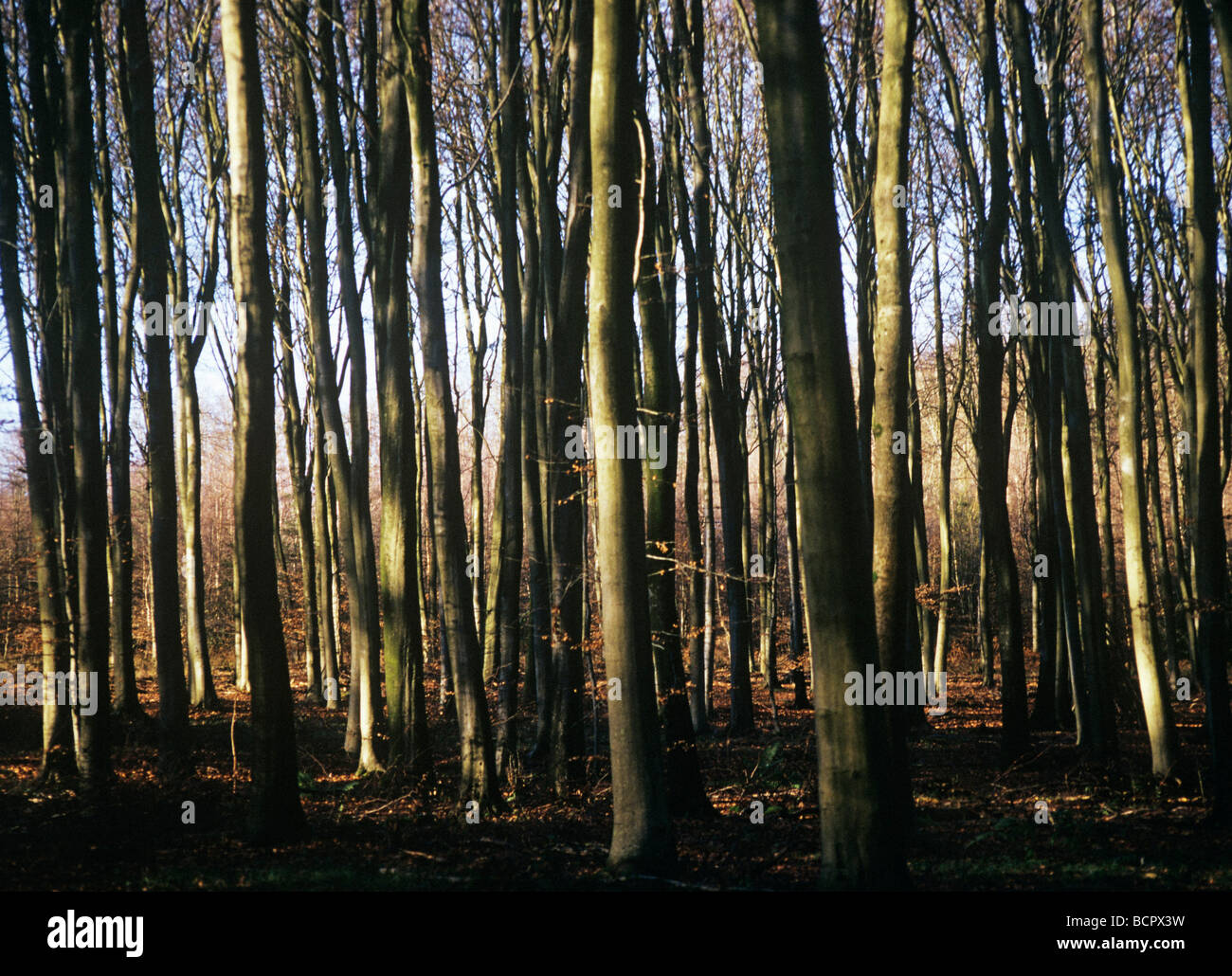 Fagus sylvatica Beech Stock Photo