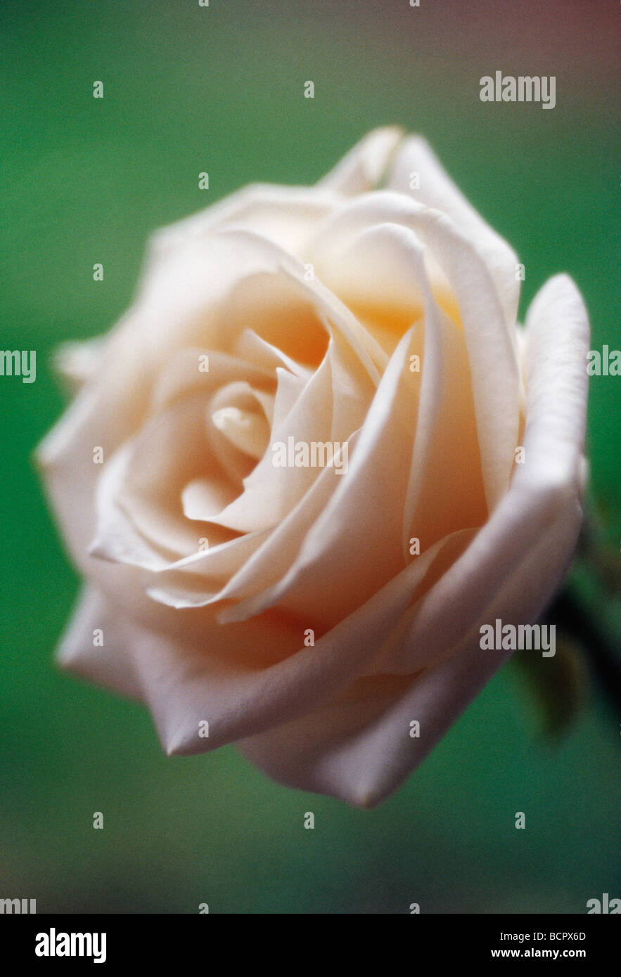 Rose Not Rosa Rosa - variety not identified Rose Stock Photo - Alamy