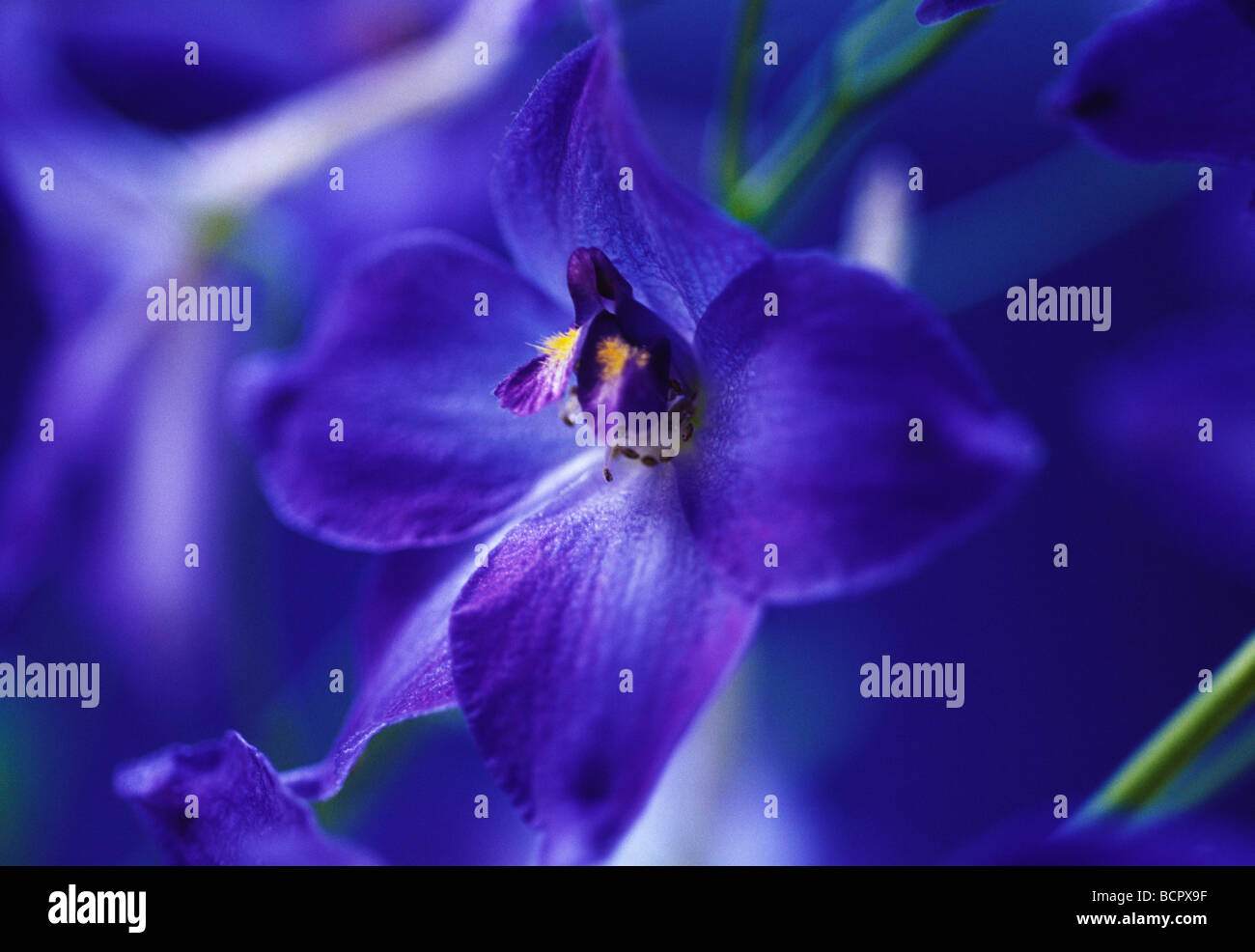 Delphinium 'Blue Bees' Delphinium Stock Photo