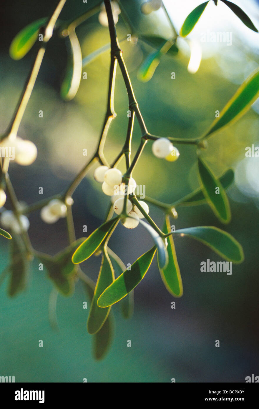 Viscum album, Mistletoe, white berries and green leaves on the parasitic plant. Stock Photo