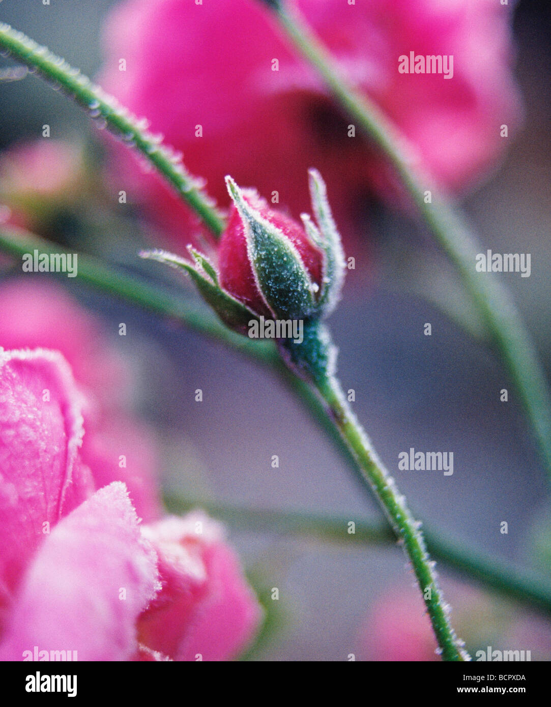 Rose Not Rosa Rosa - variety not identified Rose Stock Photo - Alamy