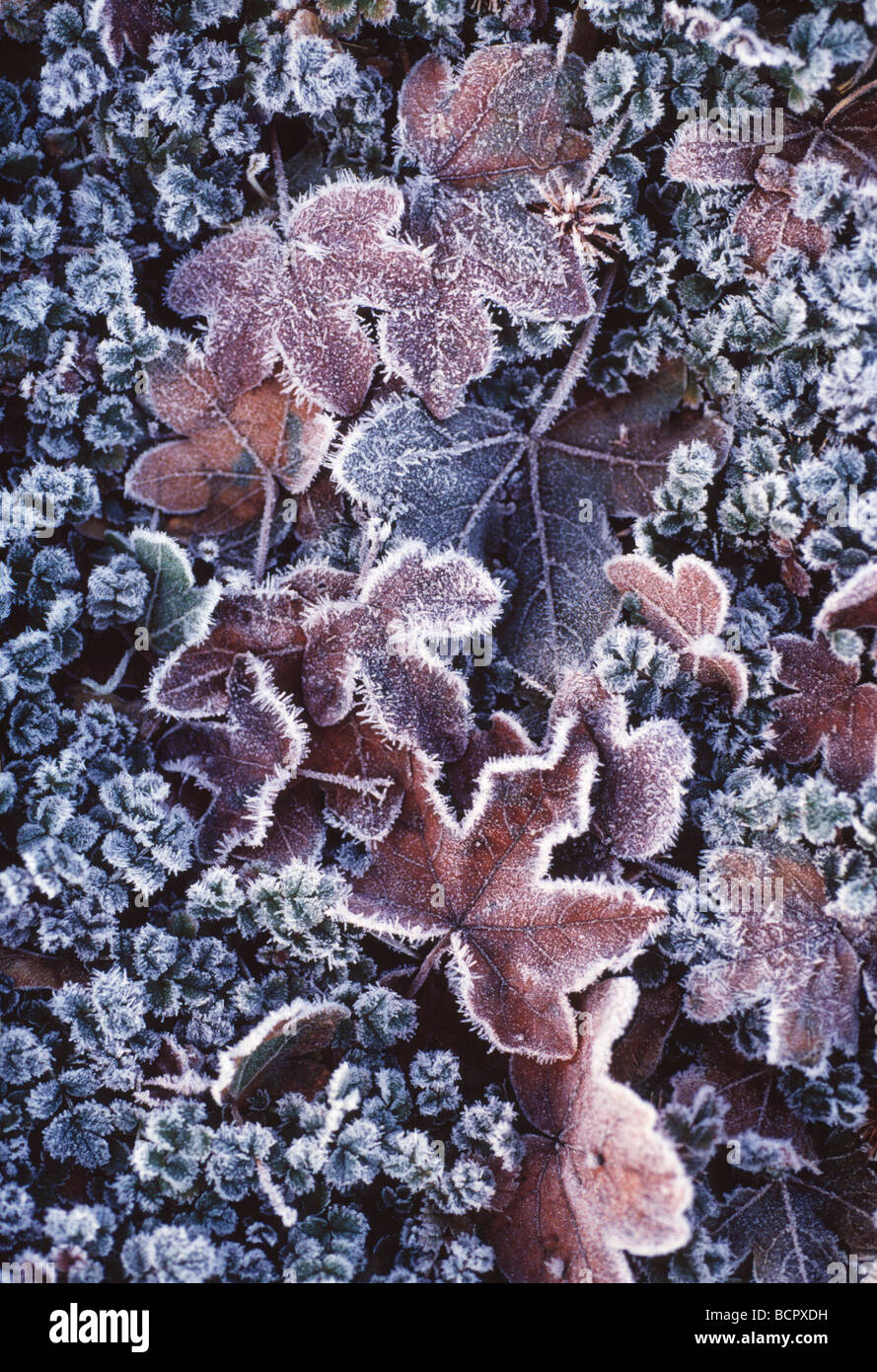 Acer campestre Field maple Stock Photo - Alamy