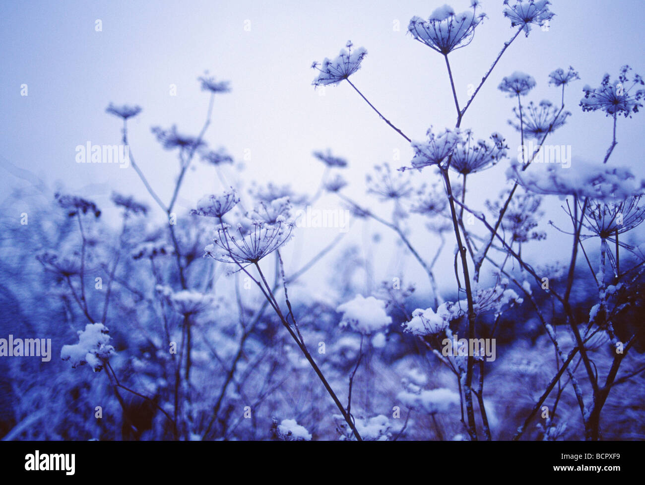 Foeniculum vulgare, Fennel, Monochrome image of umbel shaped seed heads. Stock Photo