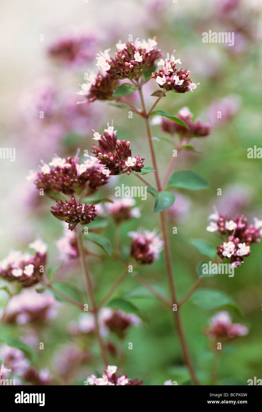 Origanum vulgare Marjoram / Oregano Stock Photo Alamy