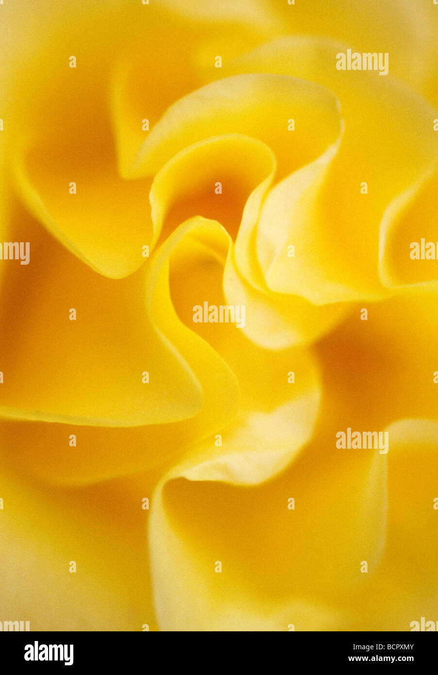 Rosa 'Freedom' Rose Stock Photo