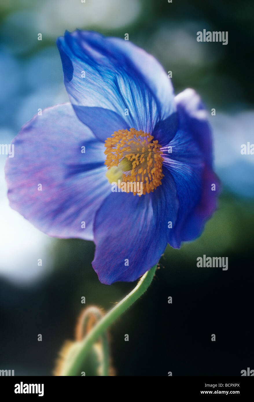 Meconopsis ‘Branklyn’ Poppy, single blue flower. Stock Photo