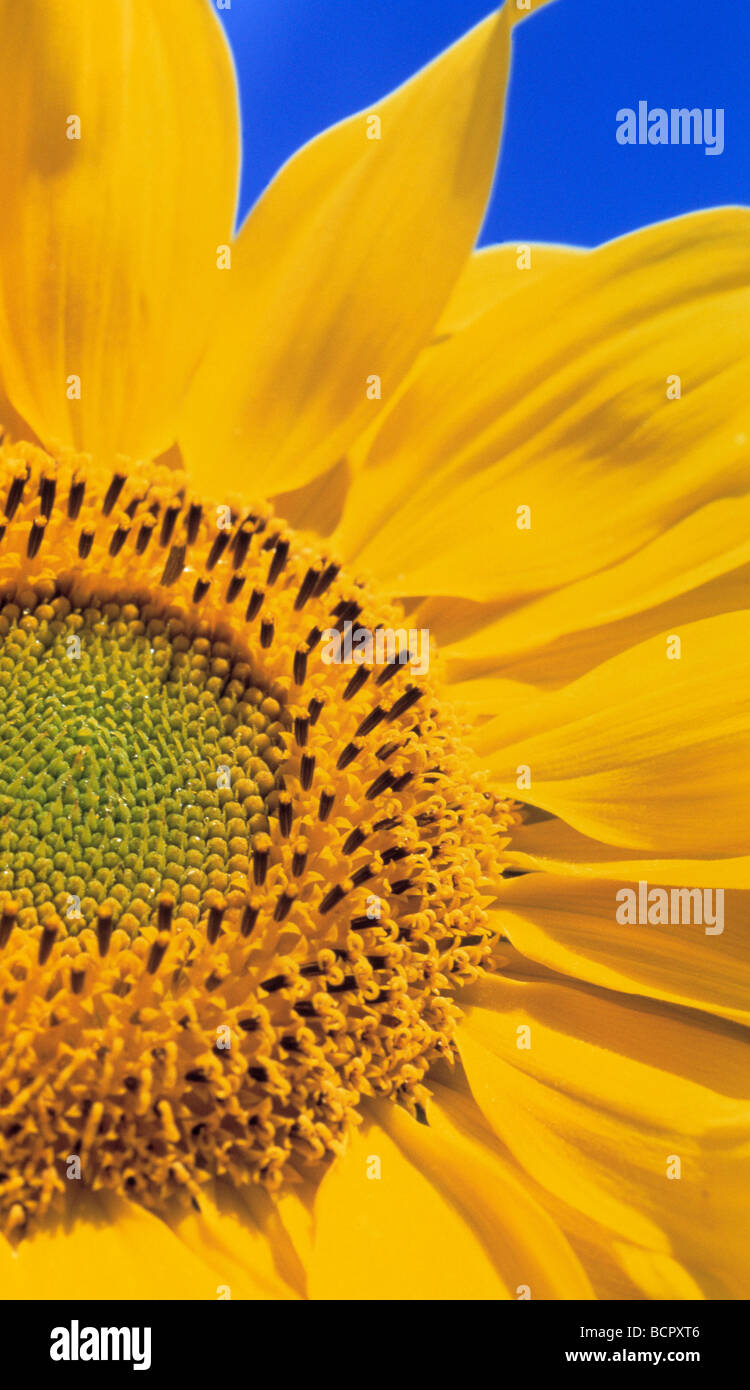 Helianthus annuus Sunflower Stock Photo