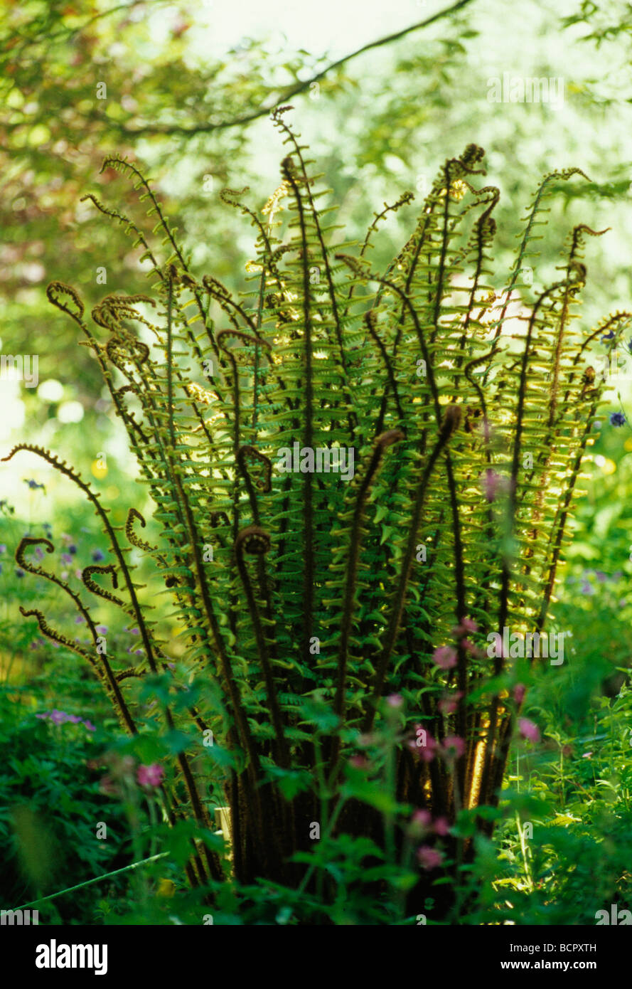 Dryopteris wallichiana Fern - Wallich’s wood fern Stock Photo