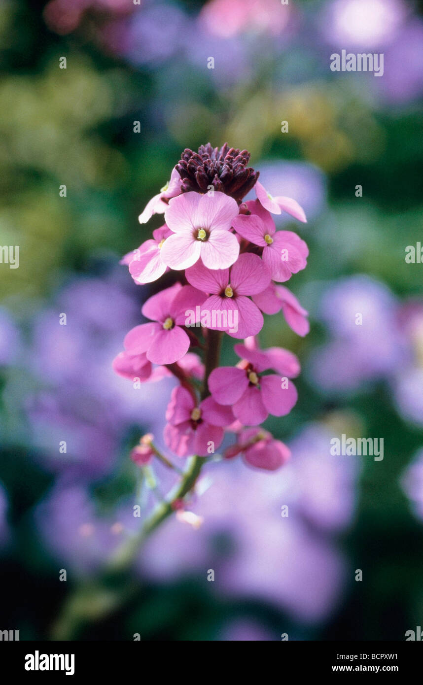 Erysimum 'Bowles Mauve' Wallflower Perennial wallflower Pink flowers on long stem Stock Photo