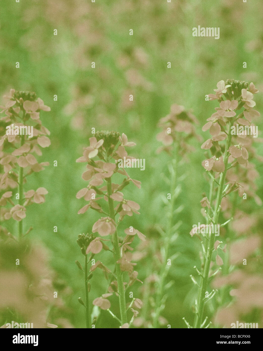 Erysimum 'Bowles Mauve' Wallflower - Perennial wallflower Stock Photo