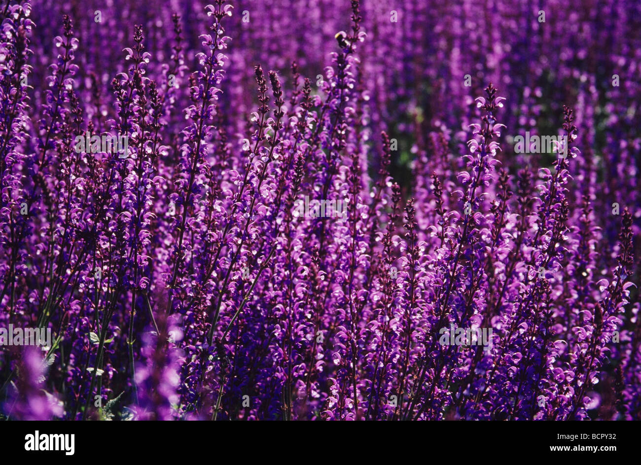 May night salvia hi-res stock photography and images - Alamy