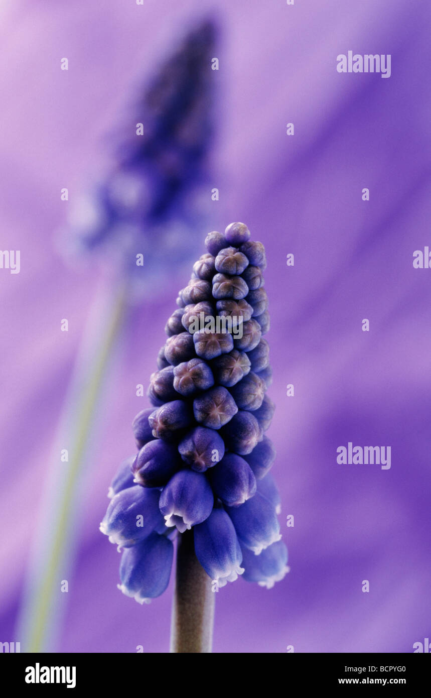 Muscari variety not identified Grape hyacinth Stock Photo Alamy