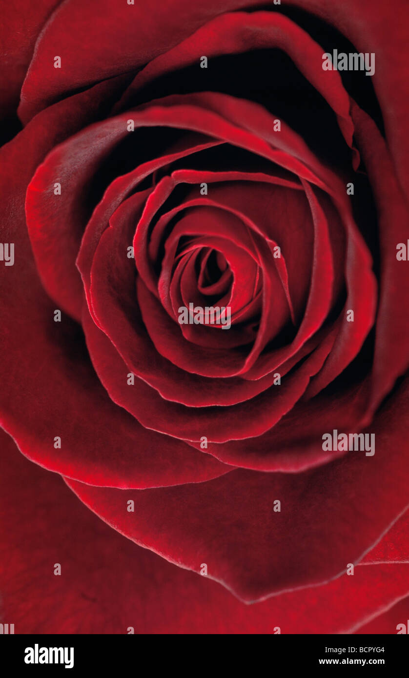 Rosa Black Baccara Rose Stock Photo Alamy