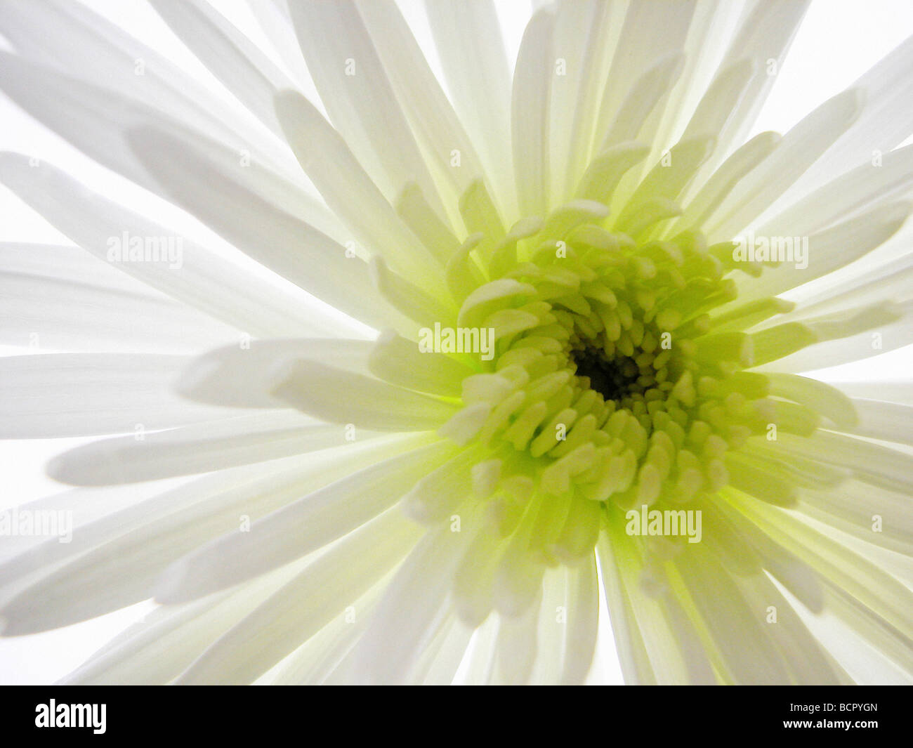 Chrysanthemum variety not identified Chrysanthemum Stock Photo Alamy