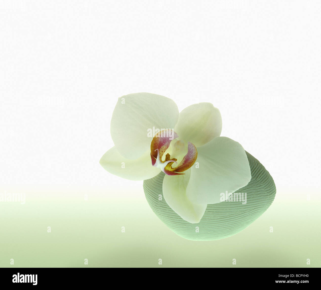 Single white Orchid flower in a vase against a white background. Stock Photo