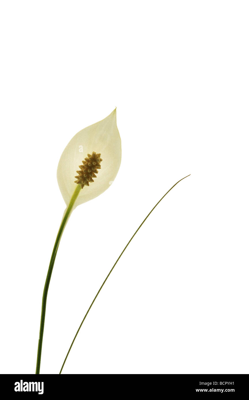 Spathiphyllum wallisii Peace lily Single white flower against a white background. Stock Photo