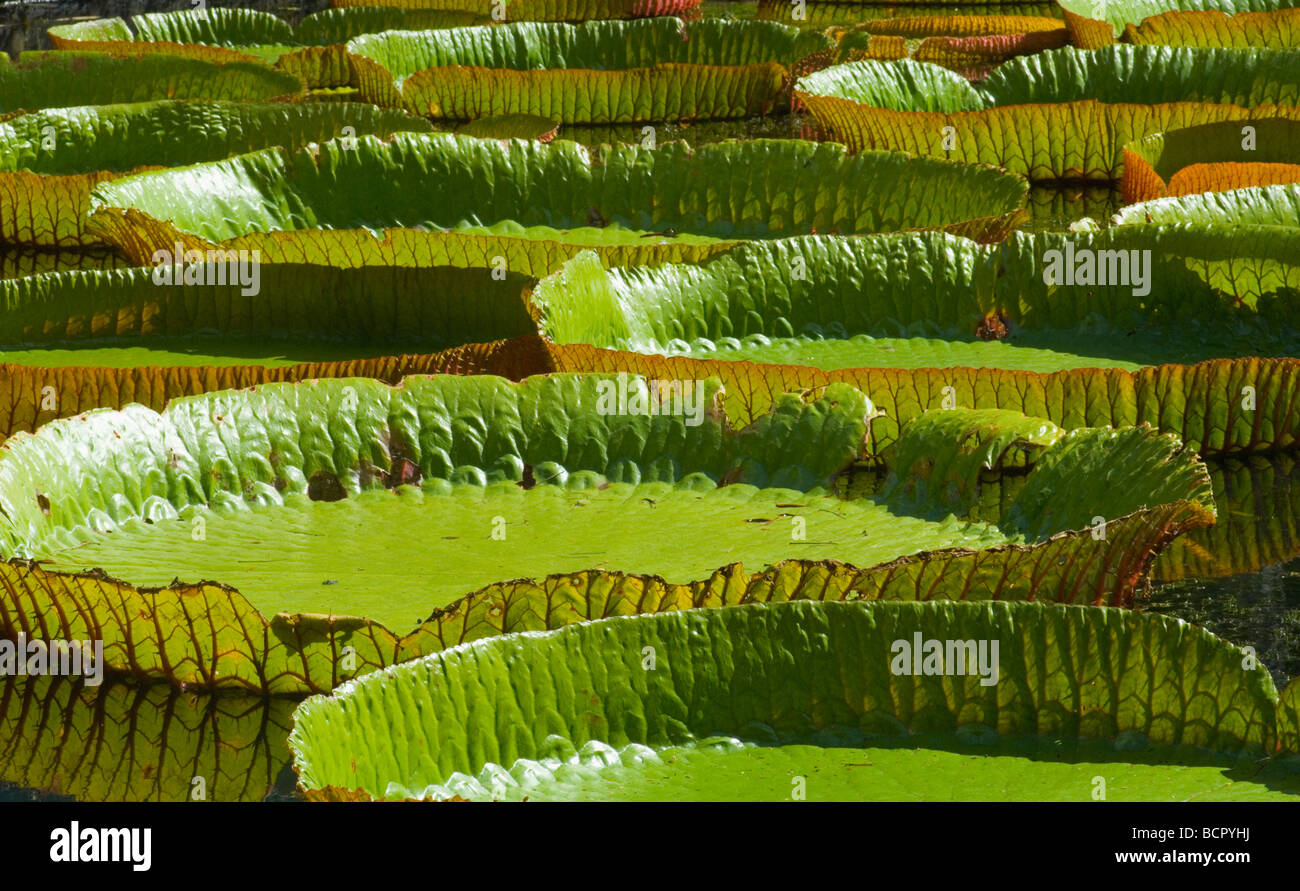 Nymphaea - variety not identified Water lily Stock Photo