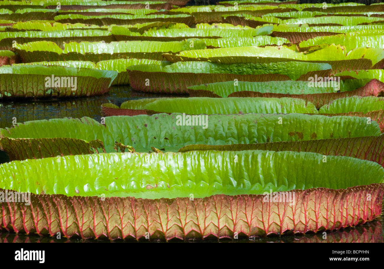Nymphaea - variety not identified Water lily Stock Photo