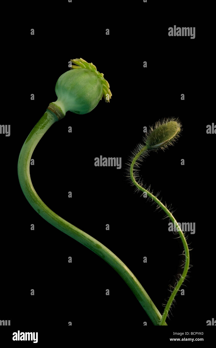 Papaver, Poppy, green bud and seed pod on long curving stems against a black background. Stock Photo