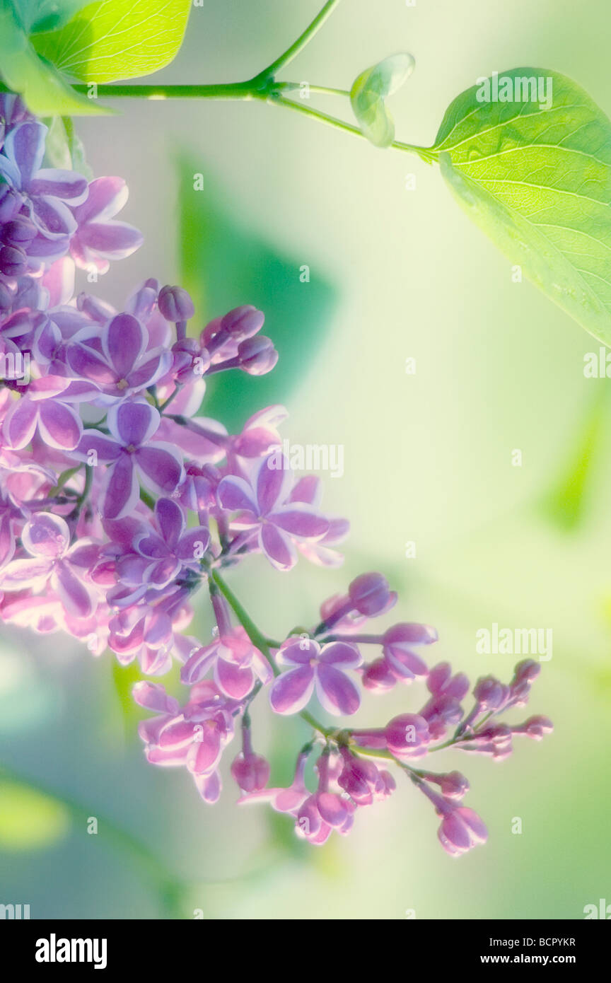Syringa vulgaris Lilac Stock Photo