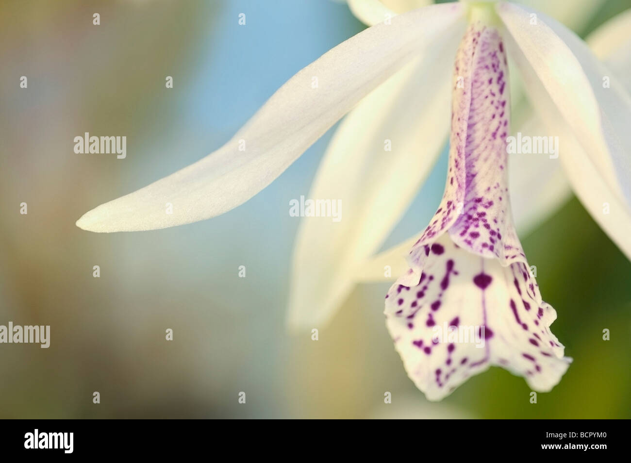 Laelia cattleya Orchid Stock Photo