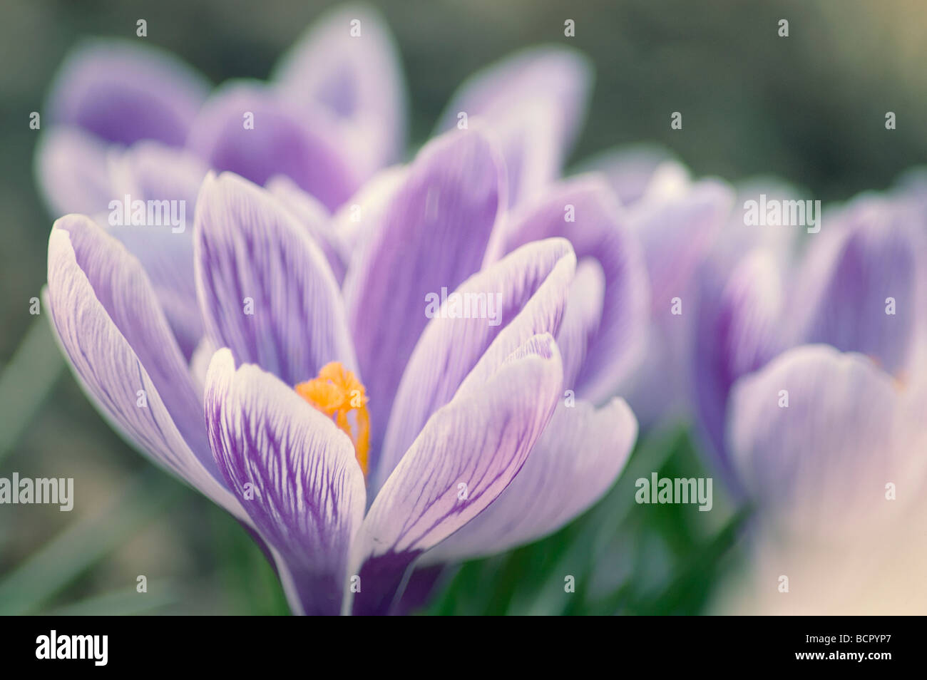 Crocus vernus Crocus Stock Photo Alamy