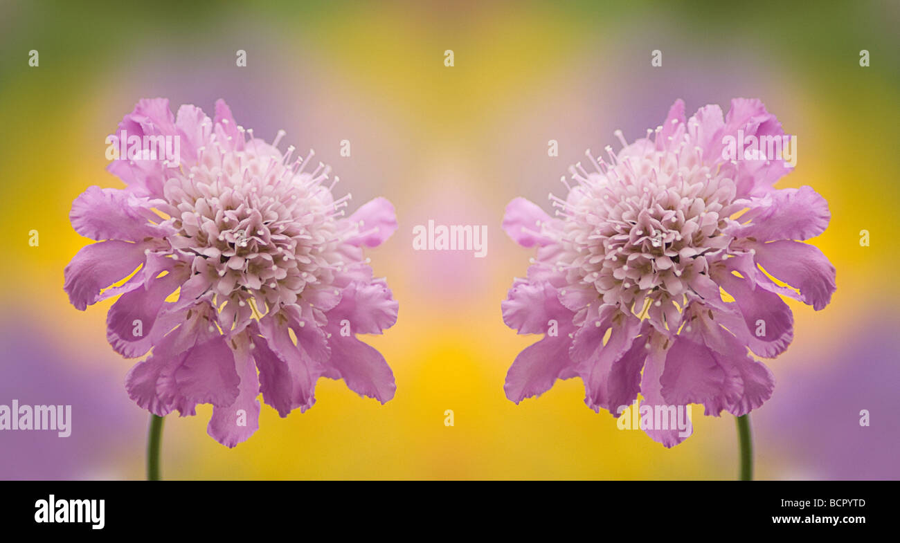 Scabiosa columbaria ‘Butterfly blue’ Pincushion flower Stock Photo Alamy