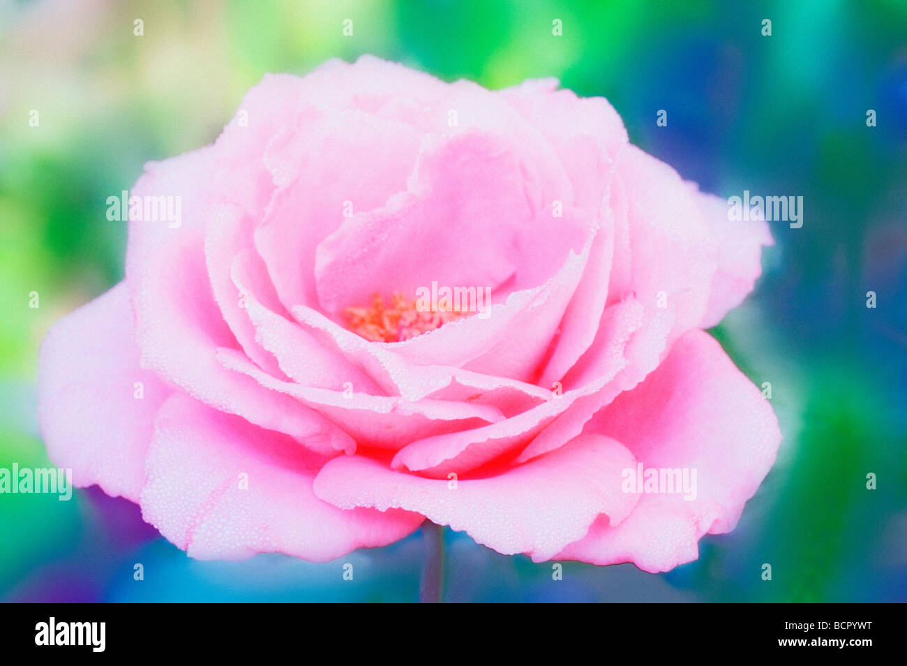 Rose Not Rosa Rosa - variety not identified Rose Stock Photo - Alamy