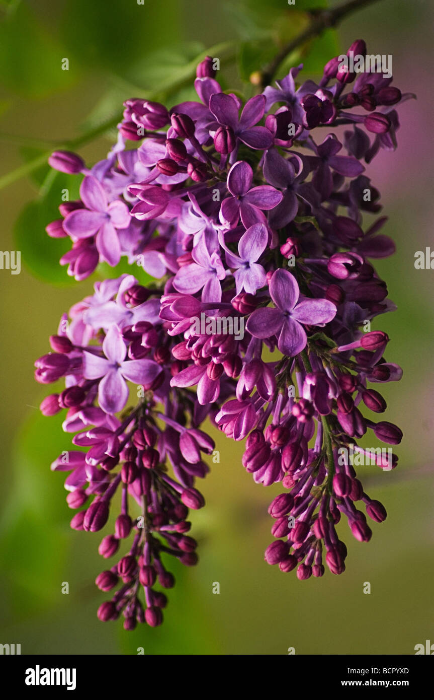 Syringa vulgaris Lilac Stock Photo