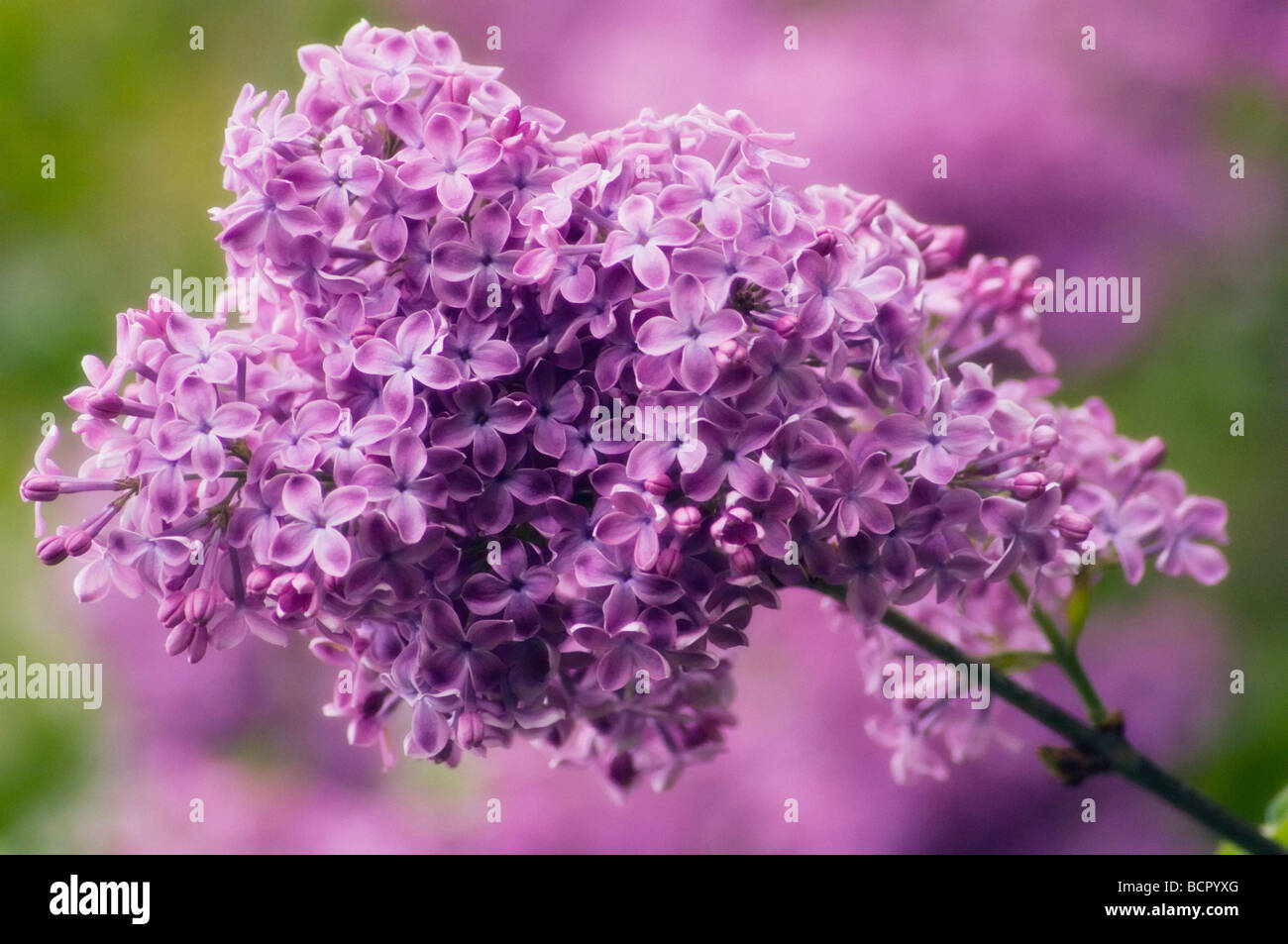 Syringa vulgaris Lilac Purple flowers Stock Photo