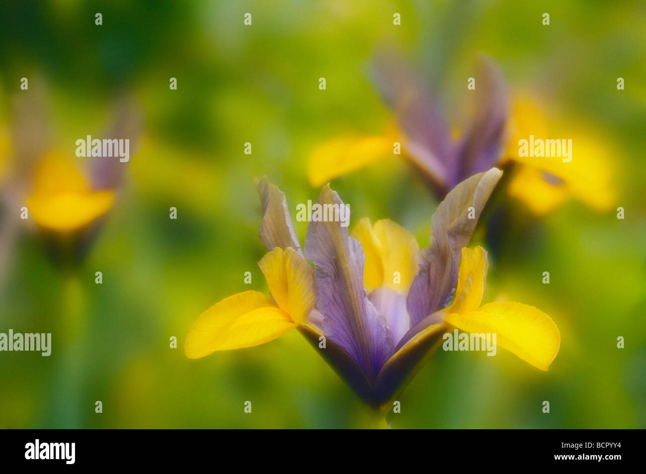 Iris danfordiae, Dwarf iris, Purple and yellow flowers isolated in shallow focus against a green background. Stock Photo