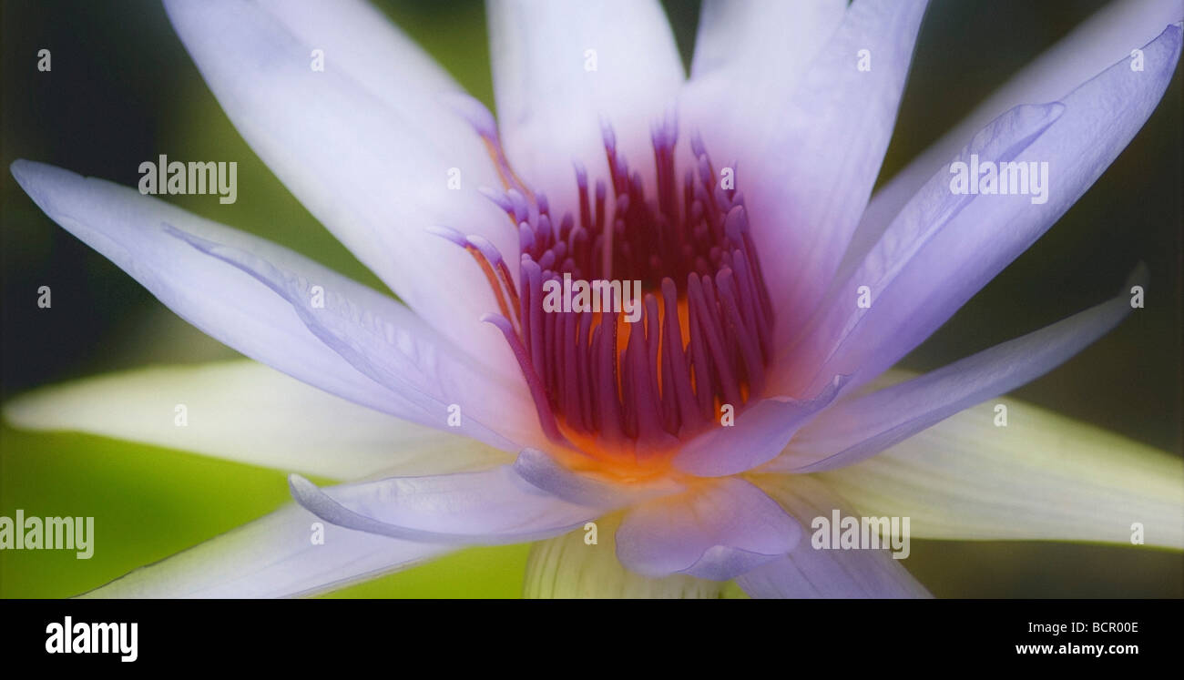Nymphaea, Water lily Stock Photo