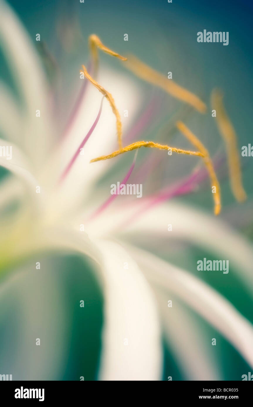 Crinum asiaticum, Spider lily Stock Photo