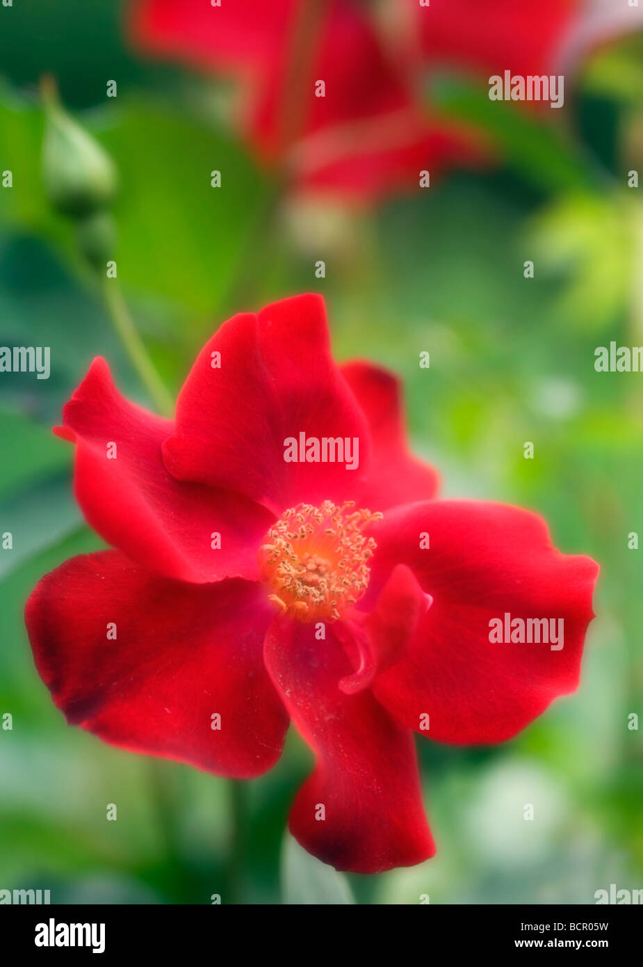 Rose Not Rosa Rosa - variety not identified Rose Stock Photo - Alamy