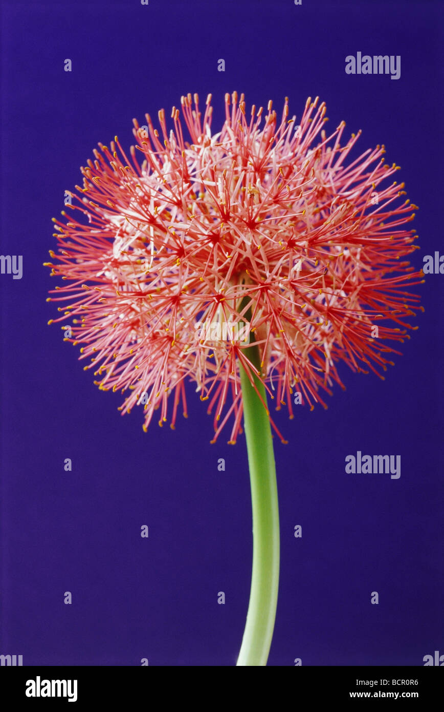 Scadoxus multiflorus, Blood lily Stock Photo