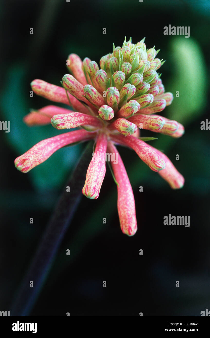 Veltheimia bracteata, Lily, Forest lily Stock Photo