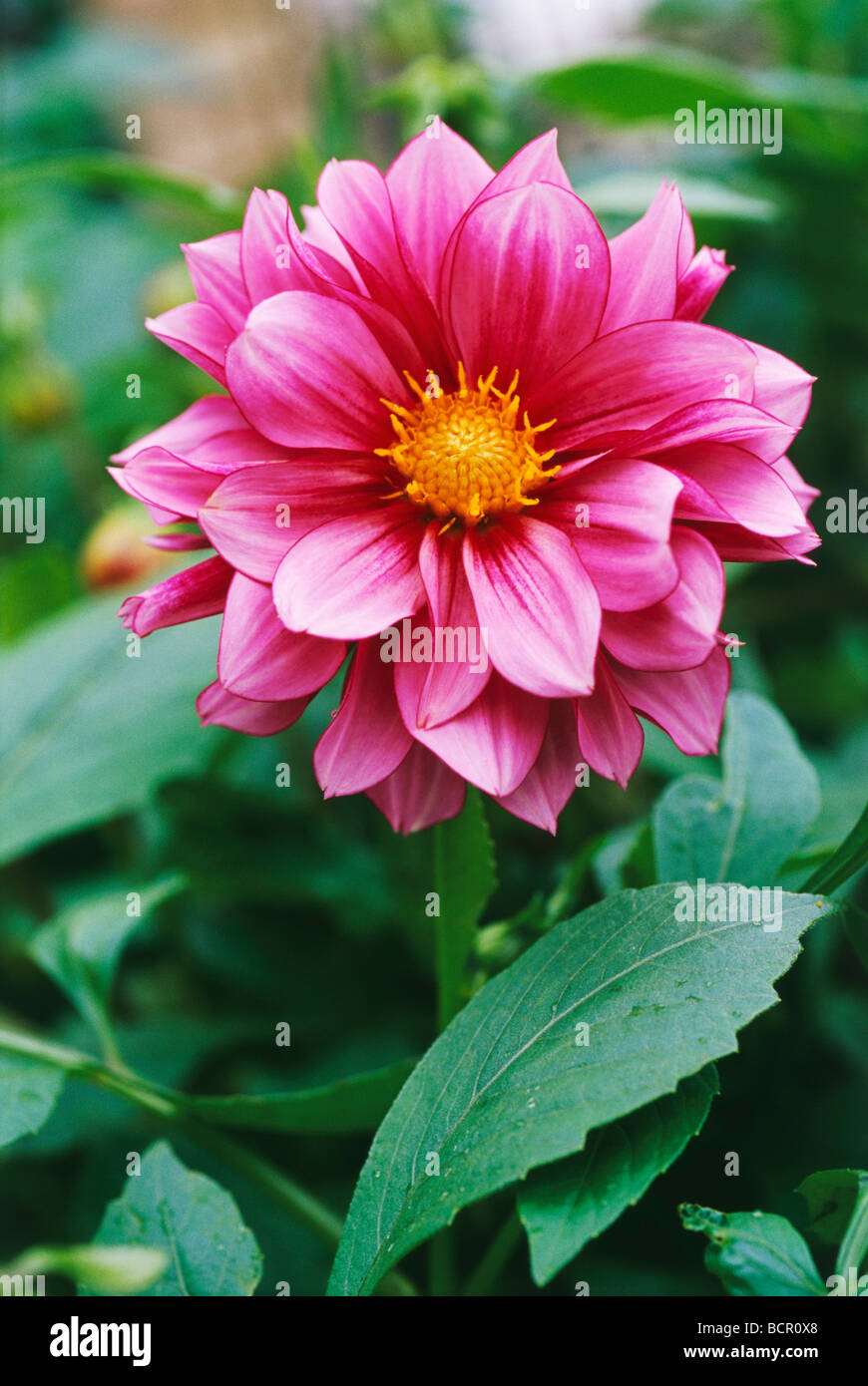 Vivid pink dahlia flower hi-res stock photography and images - Alamy