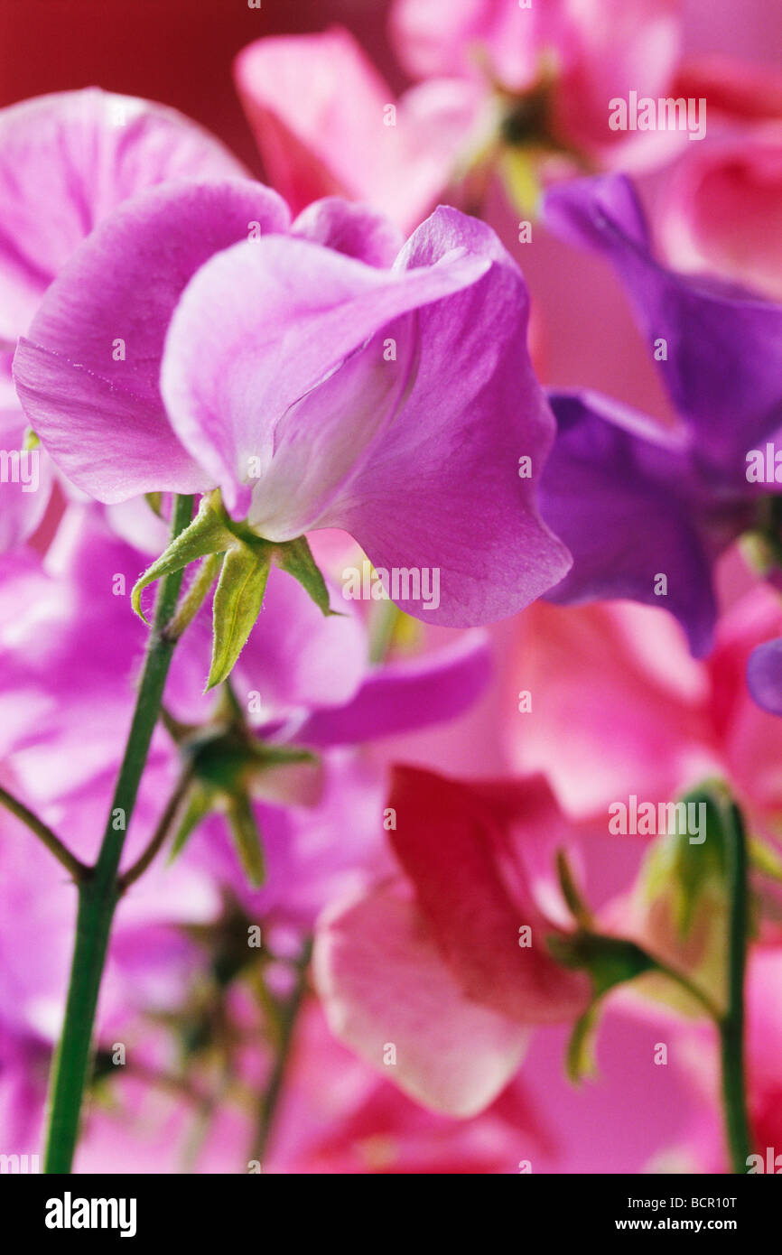 Lathyrus odoratus ‘Royalty’, Sweet pea Stock Photo