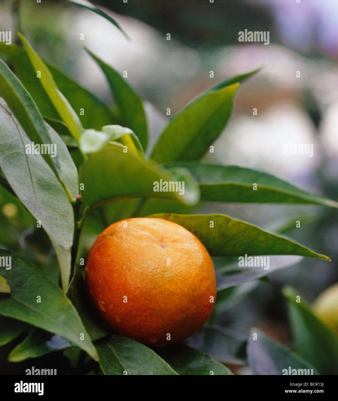 clementine De Nules citrus reticulata Stock Photo Alamy