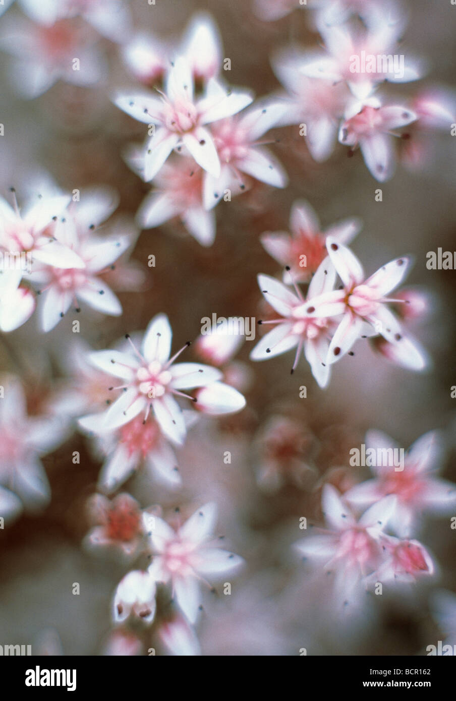 Sedum populifolium, Sedum, Ice plant Stock Photo