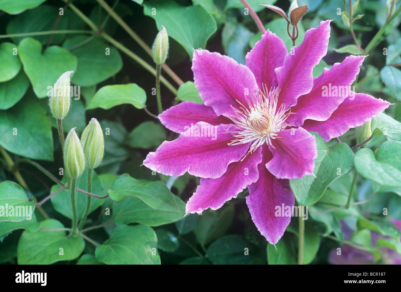 Clematis ‘Dr Ruppel’ Stock Photo