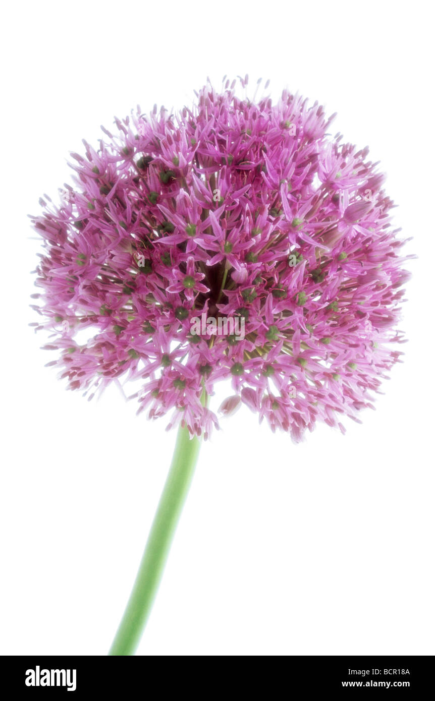 Allium rosenbachianum, Allium Stock Photo