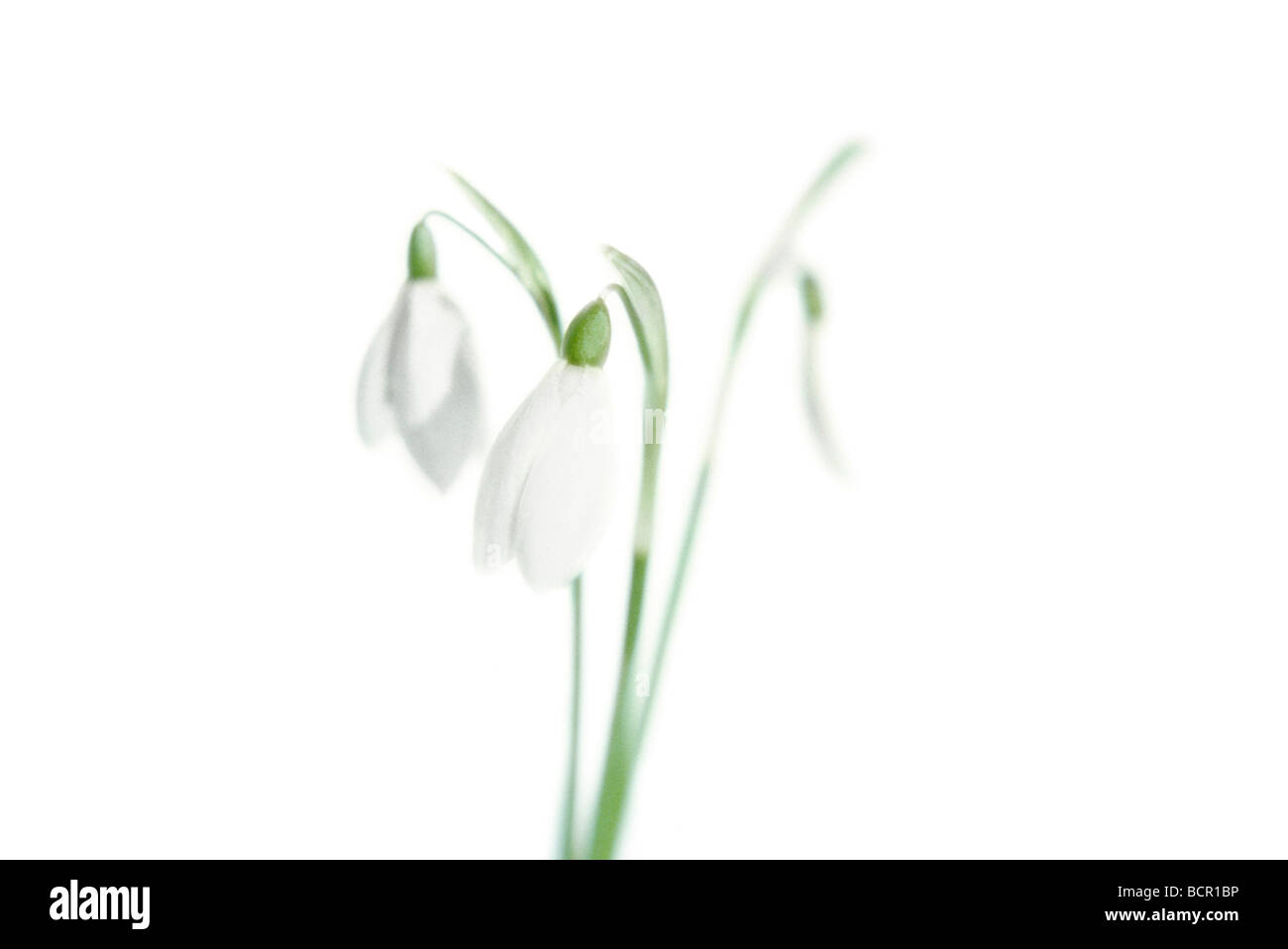 Galanthus nivalis, Snowdrop, White flowers on green stems against a white background. Stock Photo
