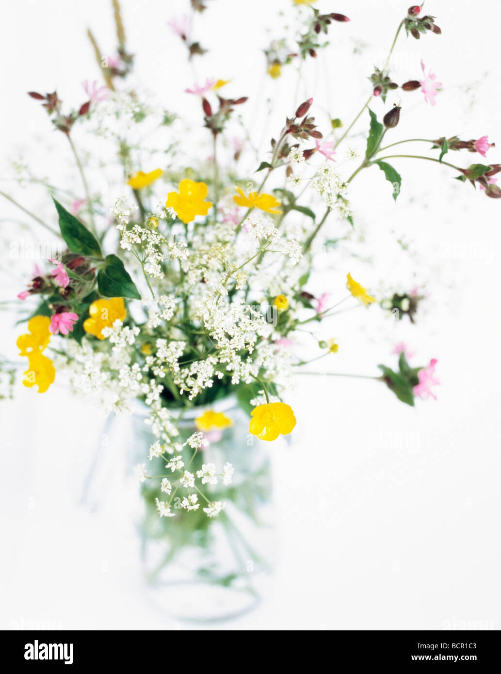 Wildflowers, Mixed cut wild flowers in a glass vase against a white
