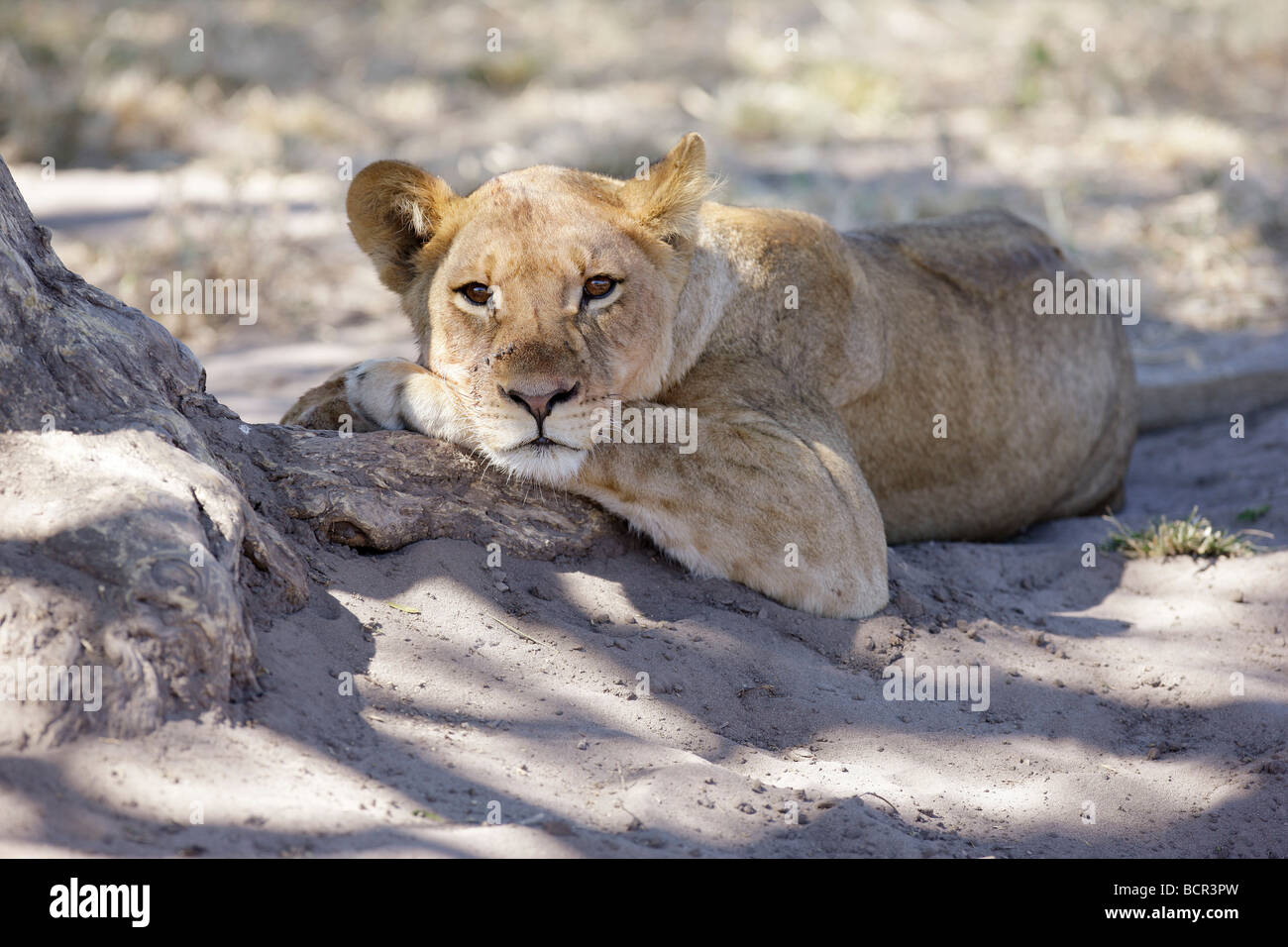 Lion Cub, South Africa Stock Photo Alamy