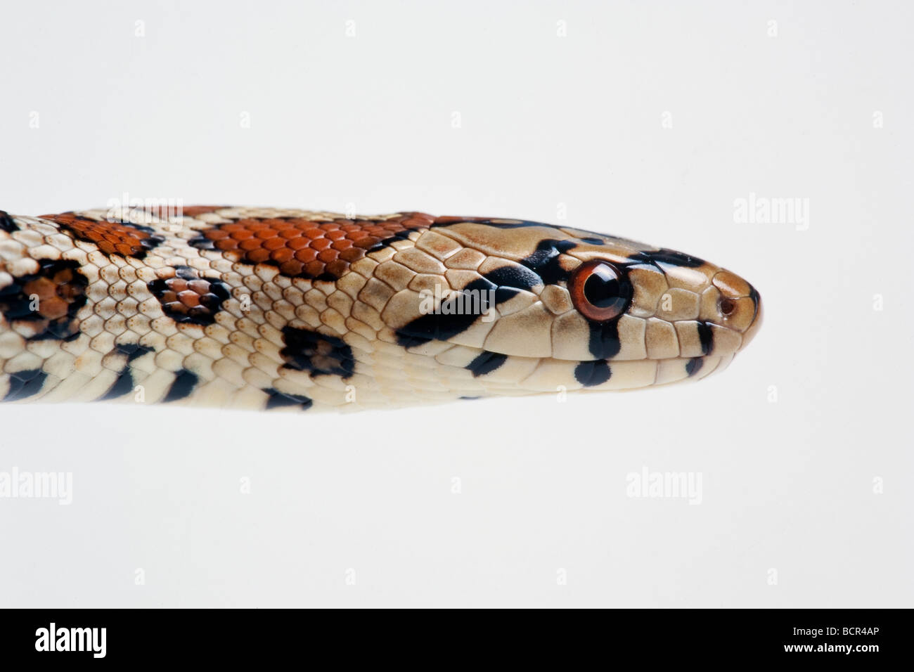 Leopard Snake Zamenis situla Stock Photo