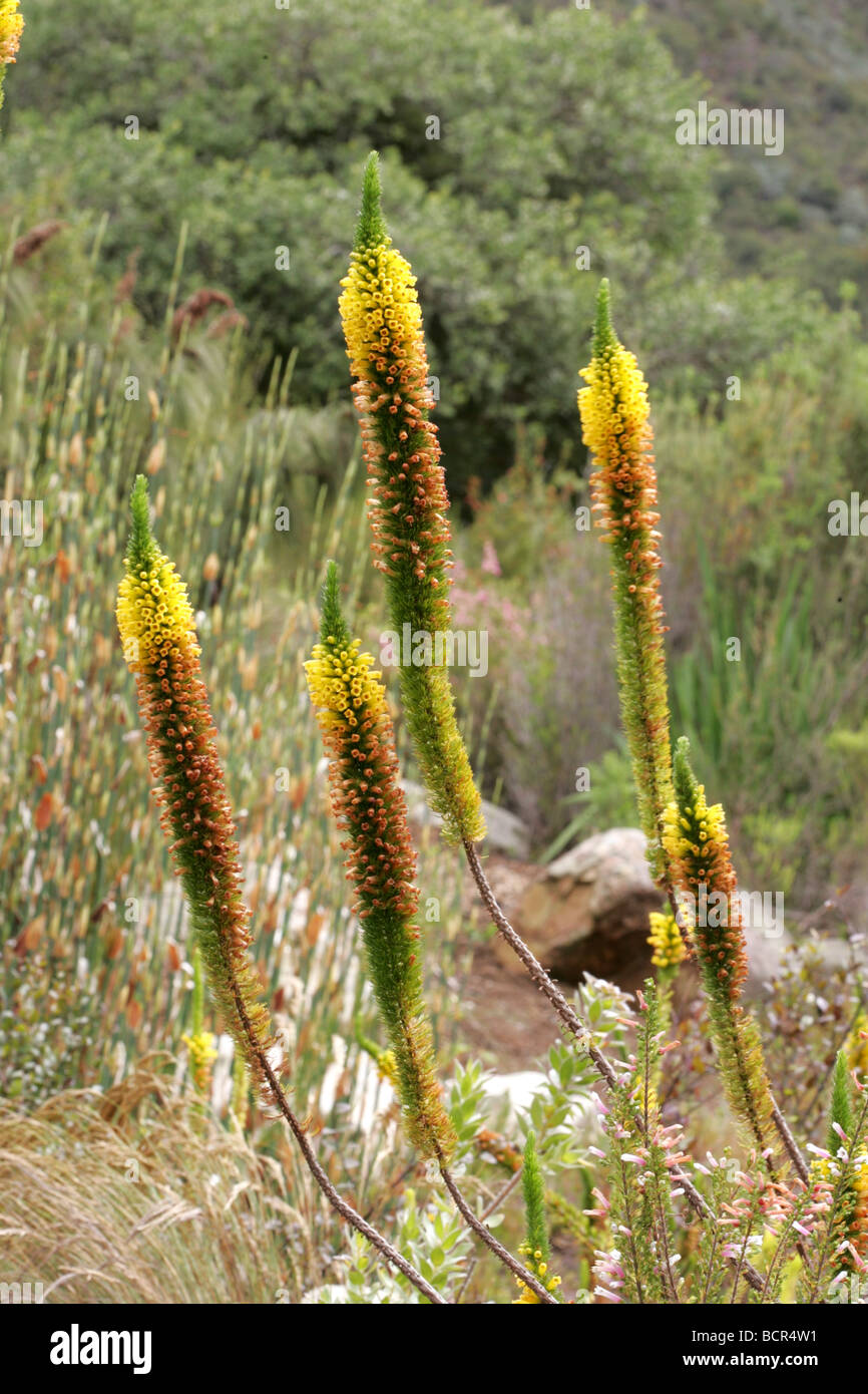 Yellow Aloe alooides flowers in Kirstenbosch Stock Photo
