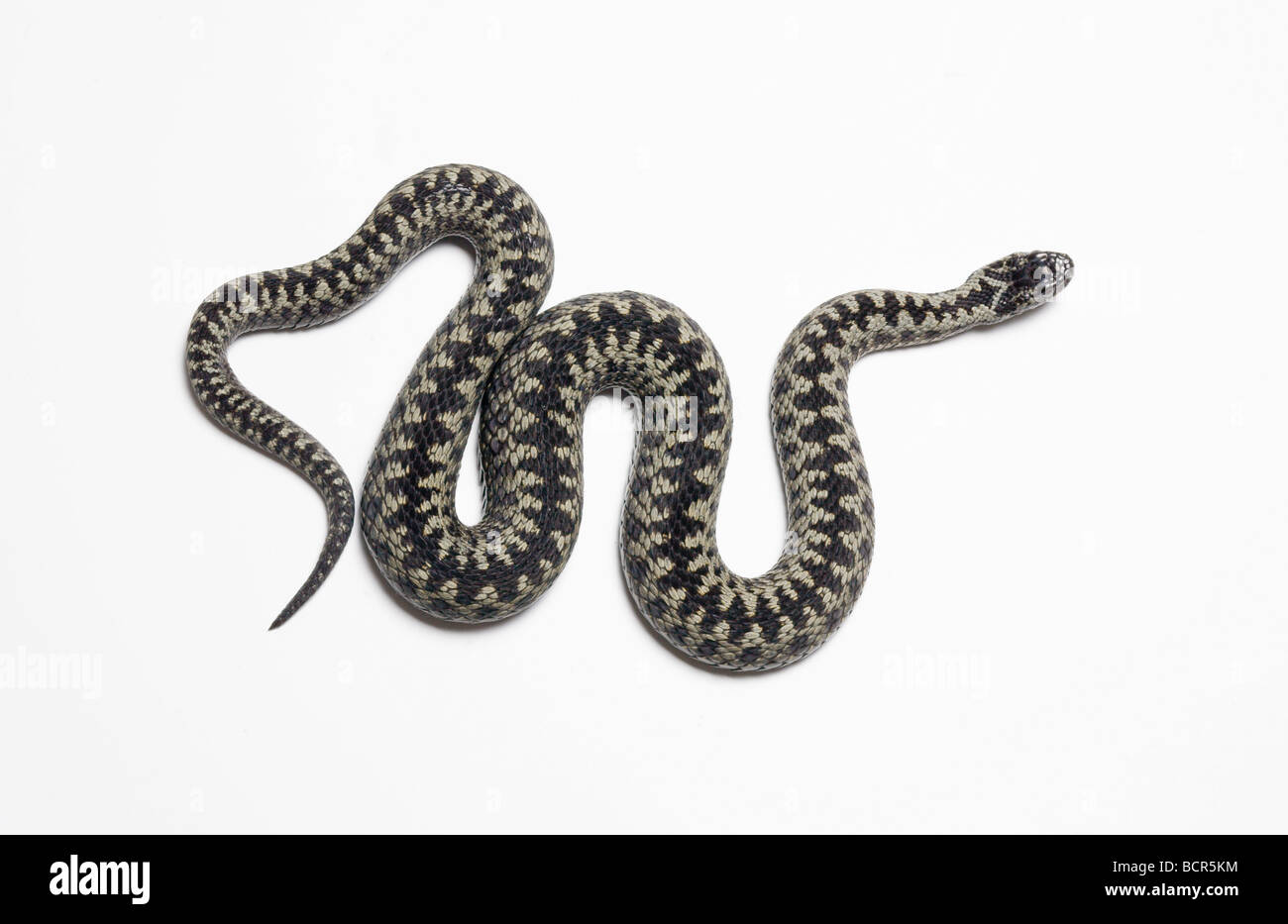 Adder snake hi-res stock photography and images - Alamy