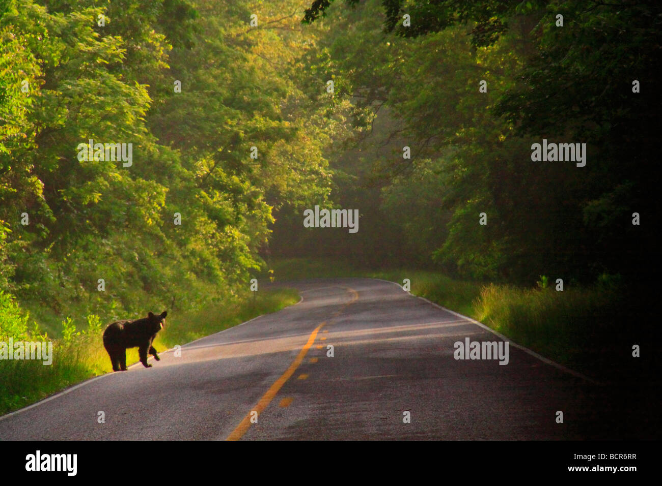 Black Bear Crossing Road Shenandoah National Park Virginia Stock Photo